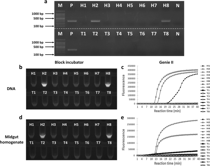 Direct And Sensitive Detection Of A Microsporidian Parasite Of Bumblebees Using Loop Mediated Isothermal Amplification Lamp Scientific Reports