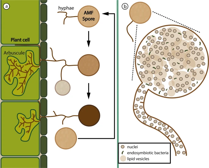 Building de novo reference genome assemblies of complex eukaryotic microorganisms from single nuclei