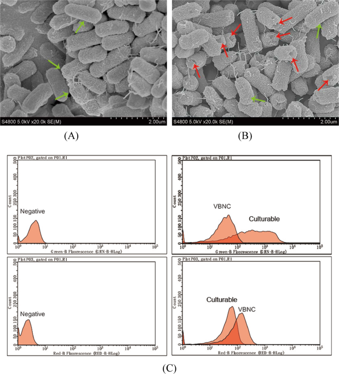 Characterization And Potential Mechanisms Of Highly Antibiotic Tolerant Vbnc Escherichia Coli Induced By Low Level Chlorination Scientific Reports Characterization And Potential Mechanisms Of Highly Antibiotic Tolerant Vbnc Escherichia Coli Induced By Low Level Chlorination Scientific Reports