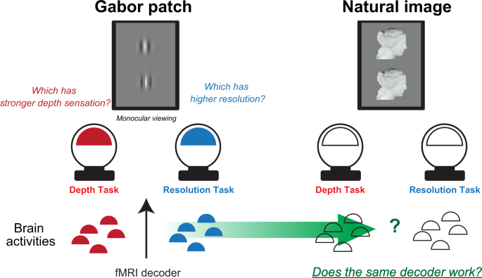 Task-dependent fMRI decoder with the power to extend Gabor patch results to  Natural images | Scientific Reports