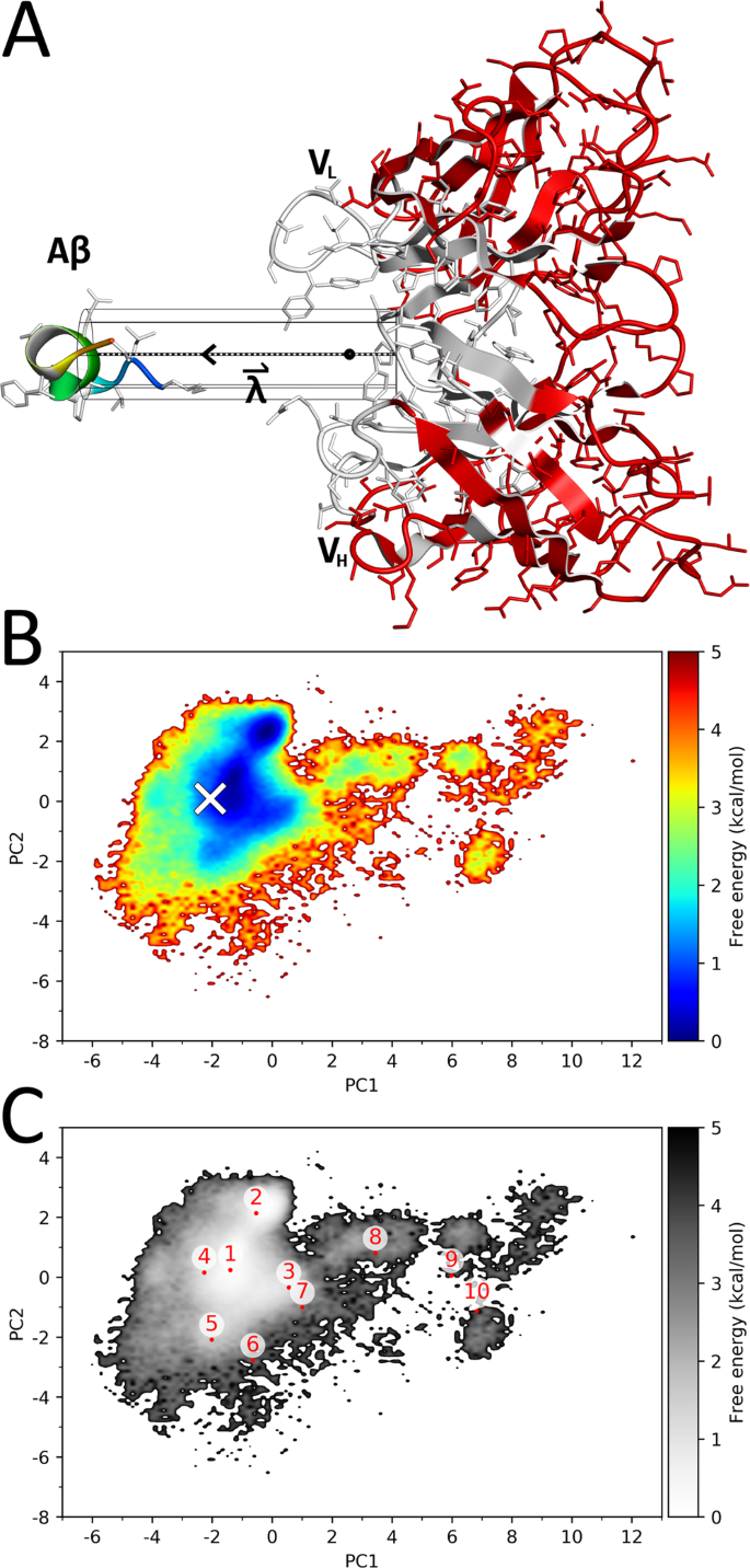 Mutual Population Shift Driven Antibody Peptide Binding Elucidated By Molecular Dynamics Simulations Scientific Reports