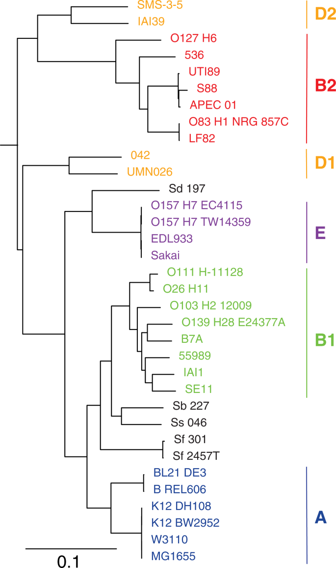 essay about phylogenetic tree figure 2