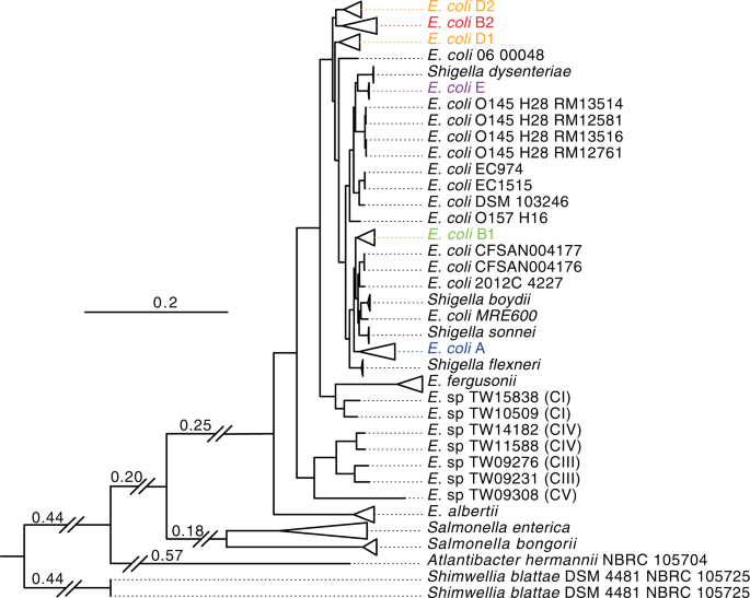 essay about phylogenetic tree figure 3