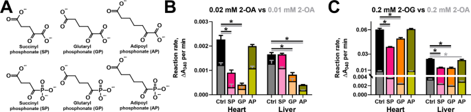 Synthetic analogues of 2-oxo acids discriminate metabolic contribution of  the 2-oxoglutarate and 2-oxoadipate dehydrogenases in mammalian cells and  tissues | Scientific Reports
