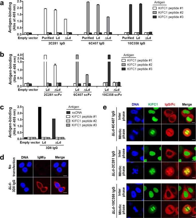 Assembly and Folding Properties of Cytosolic IgG Intrabodies | Scientific  Reports