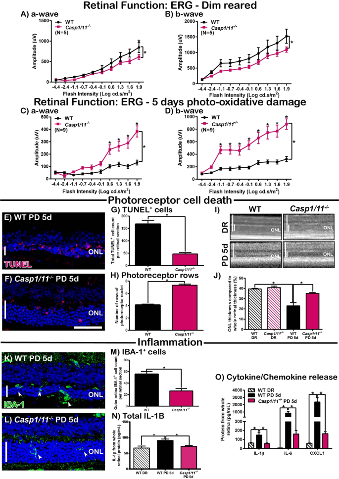 Caspase 1 Dependent Inflammasomes Mediate Photoreceptor Cell Death In Photo Oxidative Damage Induced Retinal Degeneration Scientific Reports