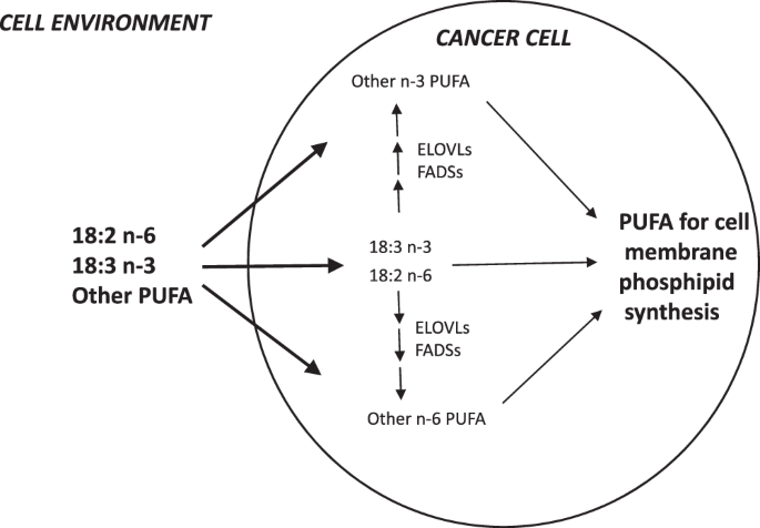 Preferential Uptake Of Polyunsaturated Fatty Acids By Colorectal Cancer Cells Scientific Reports