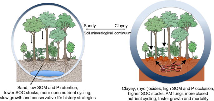 Soil Properties Explain Tree Growth And, Comprised Of All Woody Plants That Grow Low To The Ground