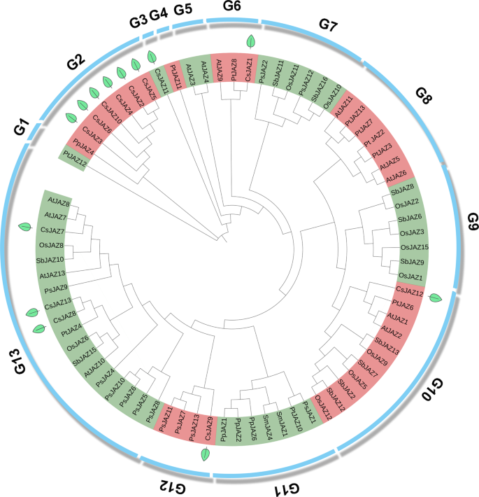 Genome Wide And Expression Pattern Analysis Of Jaz Family Involved In Stress Responses And Postharvest Processing Treatments In Camellia Sinensis Scientific Reports