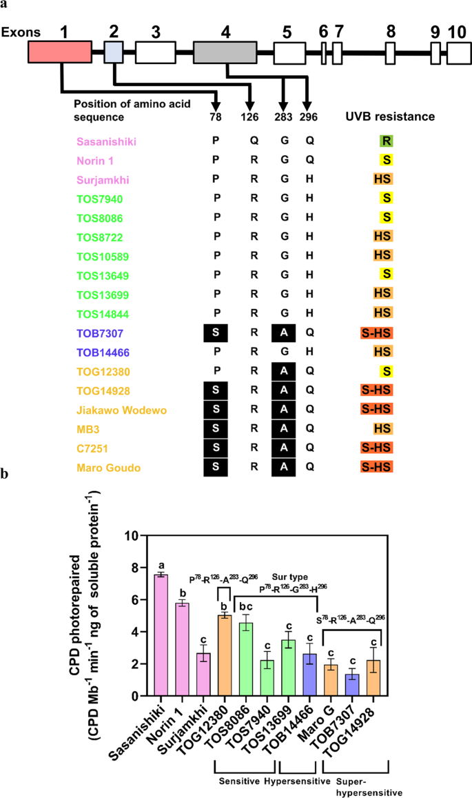 Very High Sensitivity Of African Rice To Artificial Ultraviolet B Radiation Caused By Genotype And Quantity Of Cyclobutane Pyrimidine Dimer Photolyase Scientific Reports