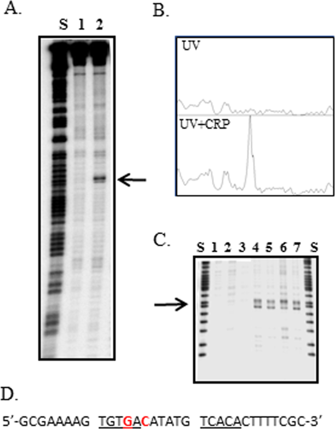 Uv Oxidation Of Cyclic Amp Receptor Protein A Global Bacterial Gene Regulator Decreases Dna Binding And Cleaves Dna At Specific Sites Scientific Reports