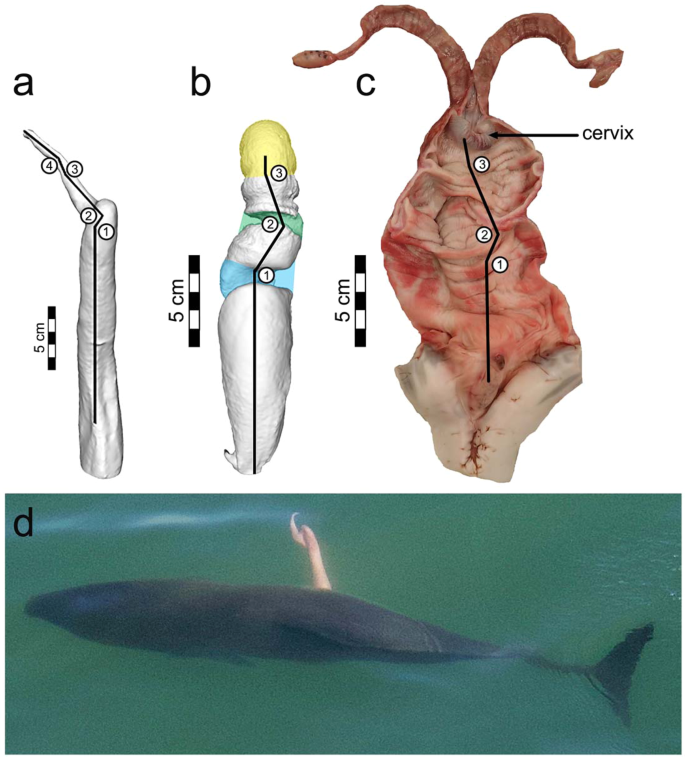 Dolphin Vulva