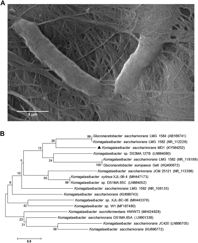 Bacterial Nanocellulose From Agro Industrial Wastes Low Cost And Enhanced Production By Komagataeibacter Saccharivorans Md1 Scientific Reports