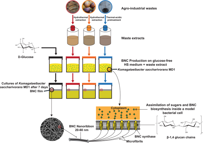 Bacterial Nanocellulose From Agro Industrial Wastes Low Cost And Enhanced Production By Komagataeibacter Saccharivorans Md1 Scientific Reports