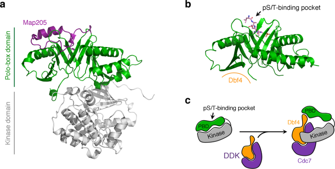 Distinct surfaces on Cdc5/PLK Polo-box domain orchestrate combinatorial  substrate recognition during cell division | Scientific Reports