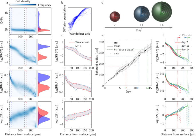 Reconstructing Temporal And Spatial Dynamics From Single Cell Pseudotime Using Prior Knowledge Of Real Scale Cell Densities Scientific Reports