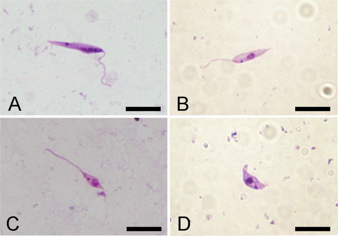 leishmania braziliensis