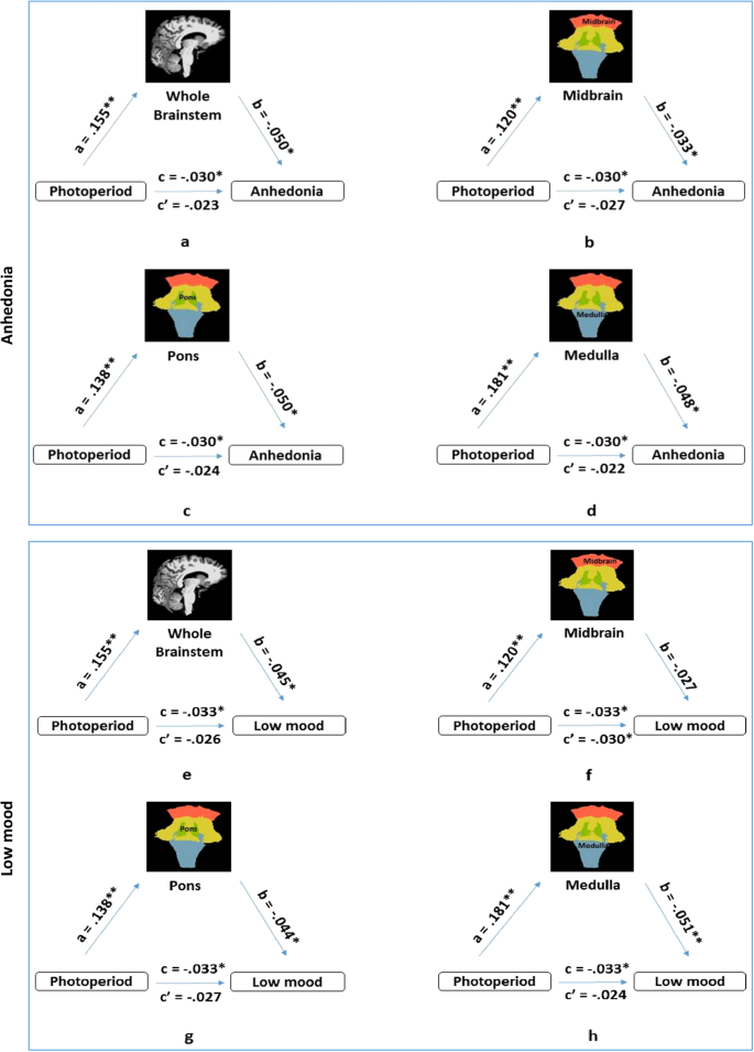 Brainstem Volume Mediates Seasonal Variation In Depressive Symptoms A Cross Sectional Study In The Uk Biobank Cohort Scientific Reports