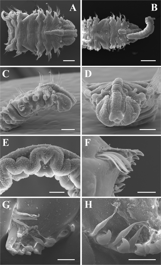 Confirmation of the shell-boring oyster parasite Polydora websteri