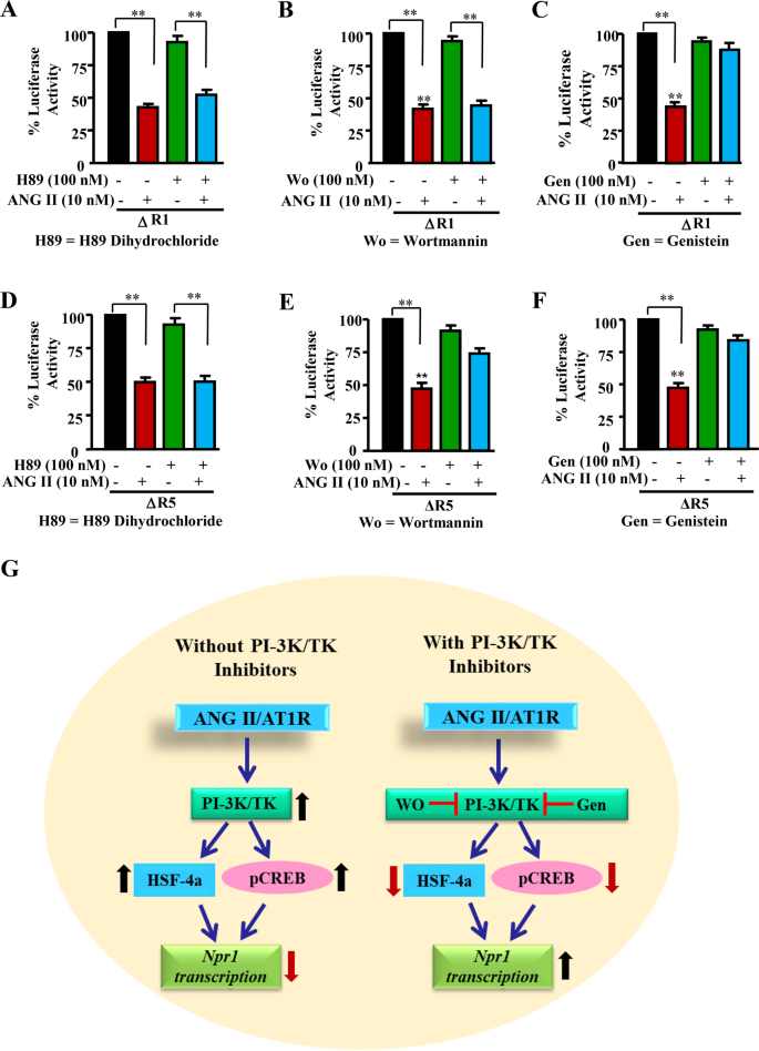 Angiotensin Ii Represses Npr1 Expression And Receptor Function By Recruitment Of Transcription Factors Creb And Hsf 4a And Activation Of Hdacs Scientific Reports