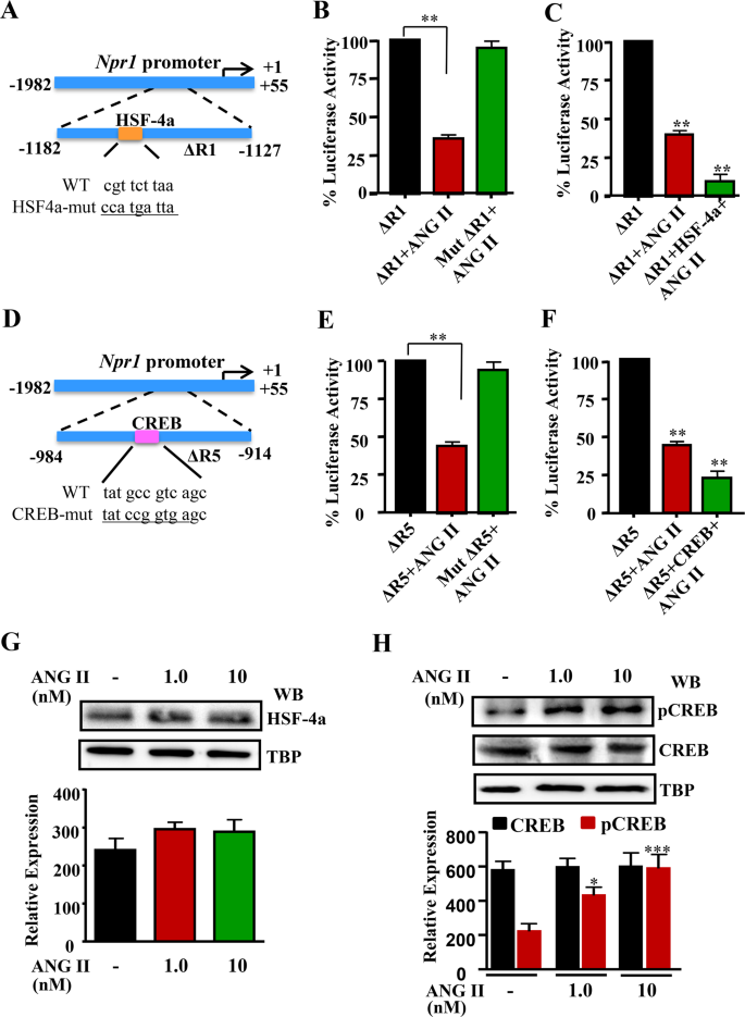 Angiotensin Ii Represses Npr1 Expression And Receptor Function By Recruitment Of Transcription Factors Creb And Hsf 4a And Activation Of Hdacs Scientific Reports