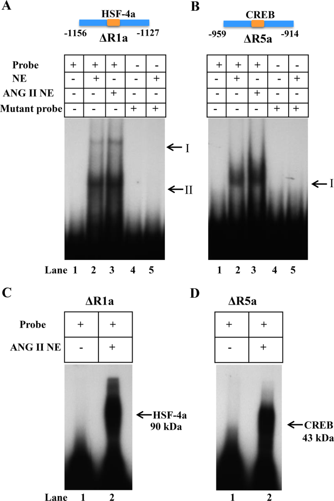 Angiotensin Ii Represses Npr1 Expression And Receptor Function By Recruitment Of Transcription Factors Creb And Hsf 4a And Activation Of Hdacs Scientific Reports