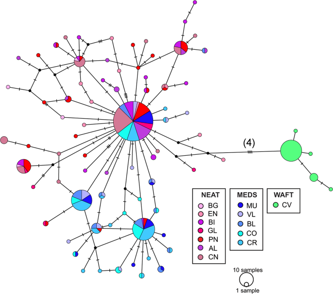 Highly Regional Population Structure Of Spondyliosoma Cantharus Depicted By Nuclear And Mitochondrial Dna Data Scientific Reports