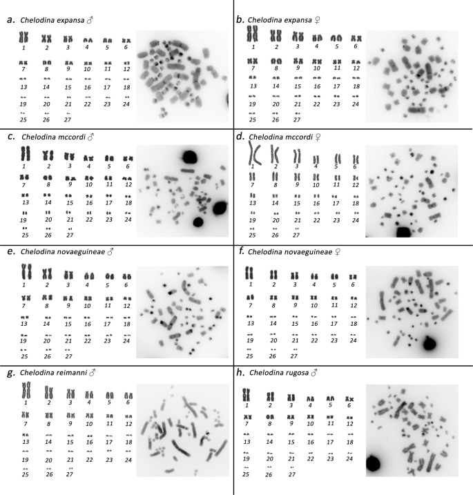 Sex Is Determined By Xx Xy Sex Chromosomes In Australasian Side Necked Turtles Testudines Chelidae Scientific Reports