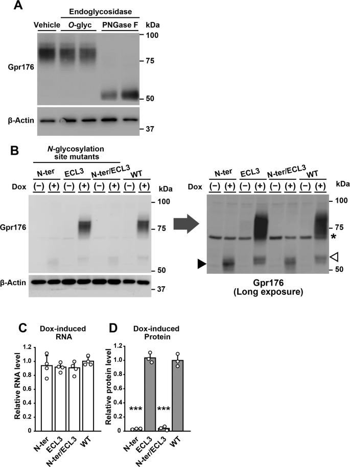 Identification and functional characterisation of N-linked glycosylation of  the orphan G protein-coupled receptor Gpr176