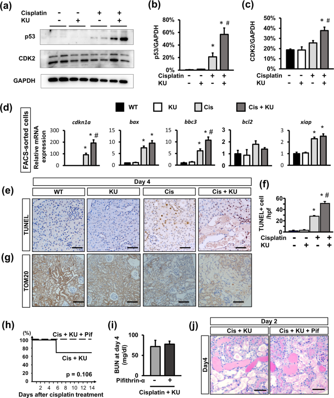 pharmacological inhibition of ataxia