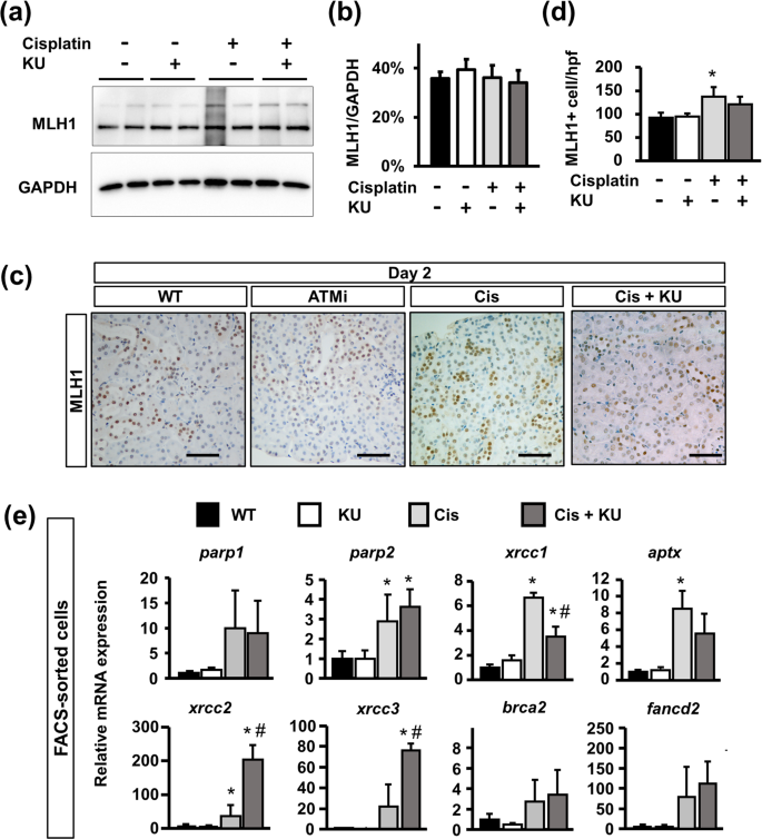 pharmacological inhibition of ataxia