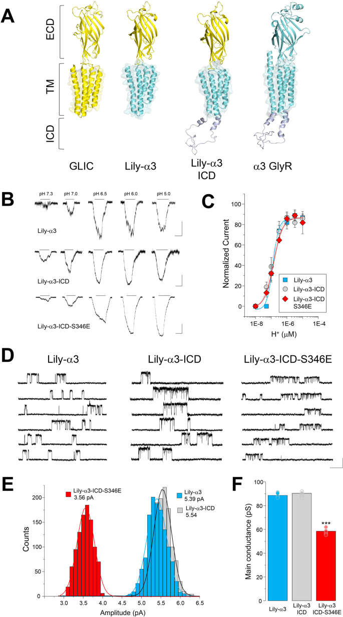 Modulation Of Glycine Receptor Single Channel Conductance By Intracellular Phosphorylation Scientific Reports Modulation Of Glycine Receptor Single Channel Conductance By Intracellular Phosphorylation Scientific Reports