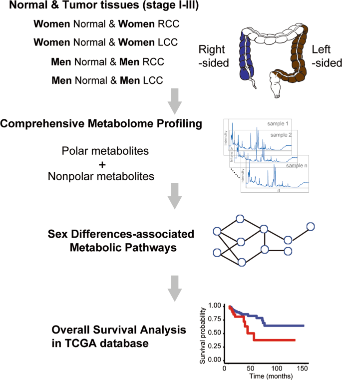 Sex Differences in Colon Cancer Metabolism Reveal A Novel Subphenotype Scientific Reports picture