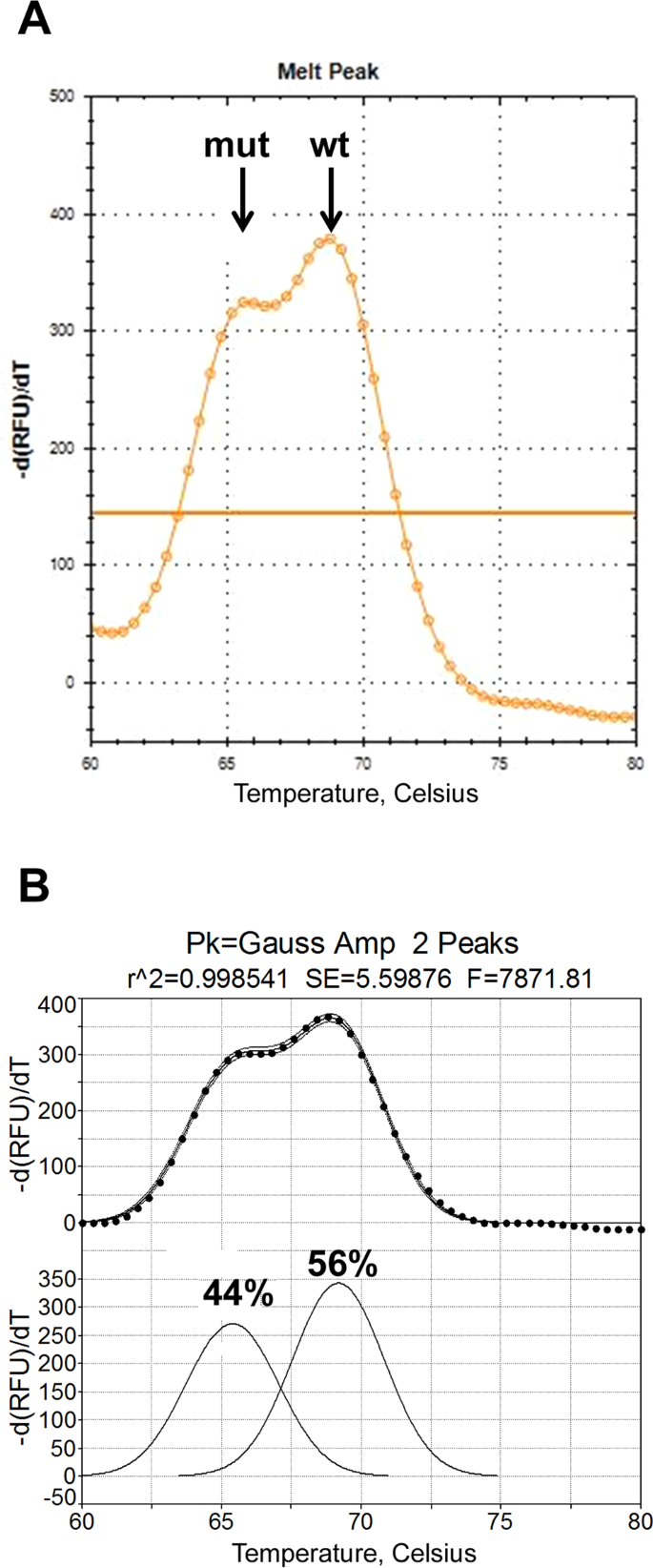 stem loop amplicons with taqman probes