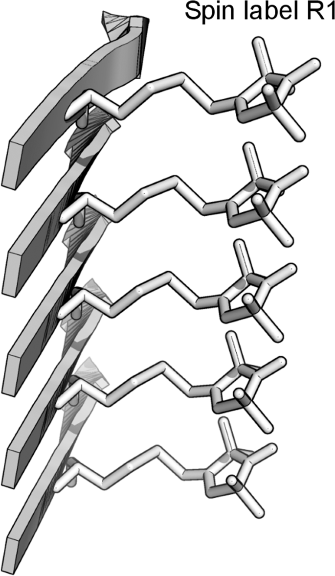 Polymorphic Ab42 Fibrils Adopt Similar Secondary Structure But Differ In Cross Strand Side Chain Stacking Interactions Within The Same B Sheet Scientific Reports