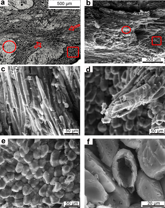 Hierarchical Levels Of Organization Of The Brazil Nut Mesocarp Scientific Reports