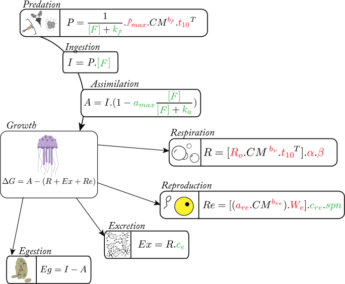 Probabilistic Modeling To Estimate Jellyfish Ecophysiological Properties And Size Distributions Scientific Reports