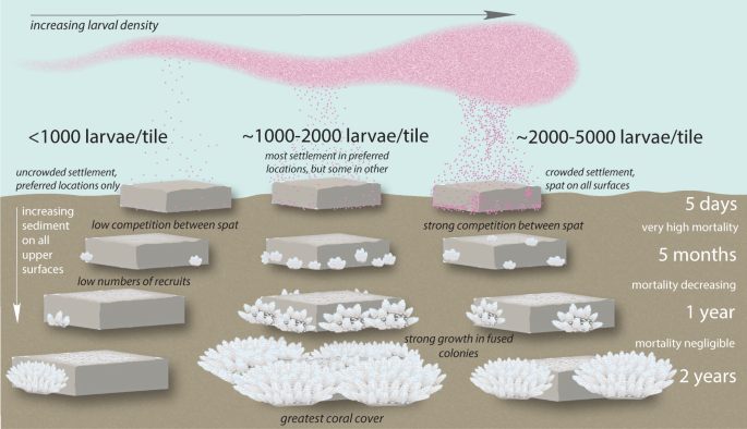 Density of coral larvae can influence settlement, post-settlement 