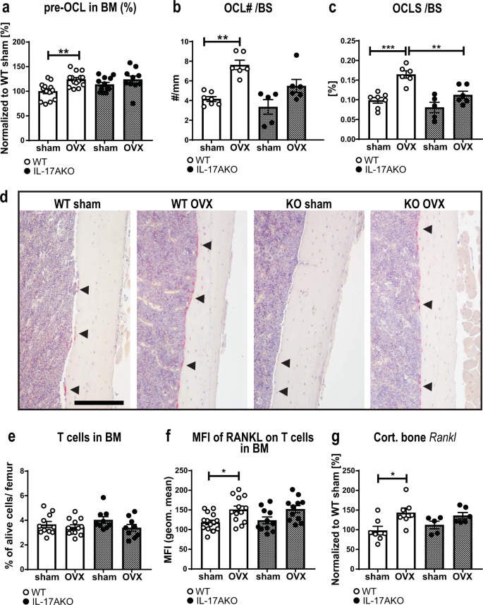 Interleukin 17a A Janus Faced Regulator Of Osteoporosis Scientific Reports Interleukin 17a A Janus Faced Regulator Of Osteoporosis Scientific Reports
