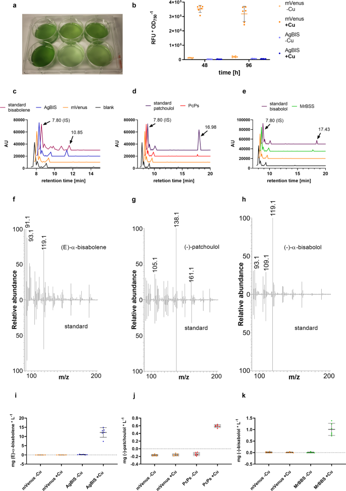 High Density Cultivation For Efficient Sesquiterpenoid Biosynthesis In Synechocystis Sp Pcc 6803 Scientific Reports