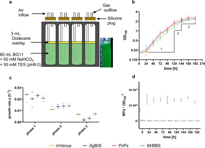 High Density Cultivation For Efficient Sesquiterpenoid Biosynthesis In Synechocystis Sp Pcc 6803 Scientific Reports