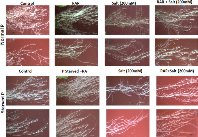 Prescience Of Endogenous Regulation In Arabidopsis Thaliana By Pseudomonas Putida Mtcc 5279 Under Phosphate Starved Salinity Stress Condition Scientific Reports