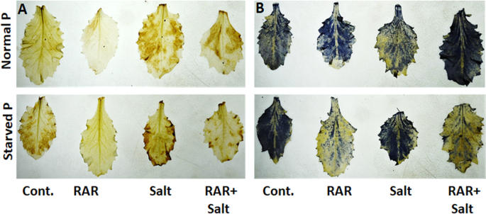 Prescience Of Endogenous Regulation In Arabidopsis Thaliana By Pseudomonas Putida Mtcc 5279 Under Phosphate Starved Salinity Stress Condition Scientific Reports Prescience Of Endogenous Regulation In Arabidopsis Thaliana By Pseudomonas Putida Mtcc 5279 Under Phosphate Starved Salinity Stress Condition Scientific Reports