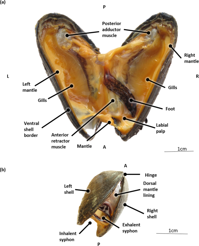 The Blue Mussel Inside 3d Visualization And Description Of The Vascular Related Anatomy Of Mytilus Edulis To Unravel Hemolymph Extraction Scientific Reports