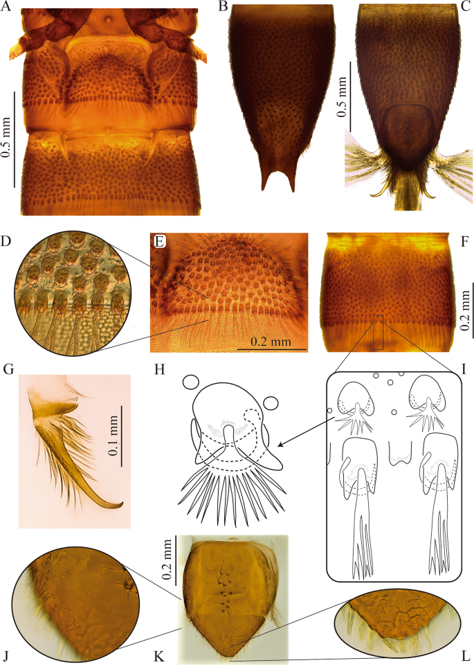 Stenochironomus roquei n. sp., pupa. A, frontal apotome, B