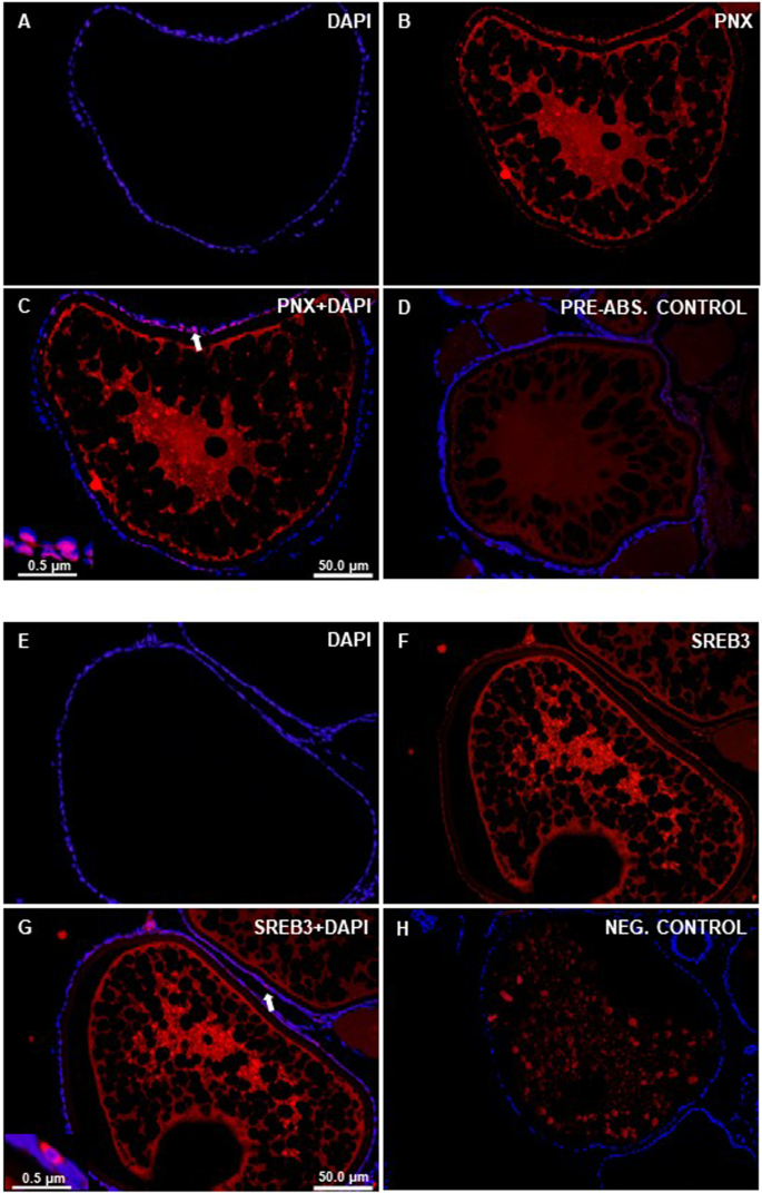 Phoenixin Stimulates Mrnas Encoding Hypothalamo Pituitary Gonadal Hormones Is Pro Vitellogenic And Promotes Oocyte Maturation In Zebrafish Scientific Reports
