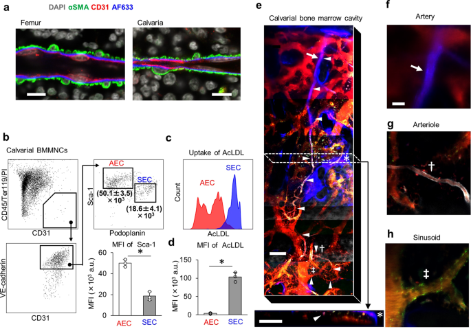 bone marrow vasculature 