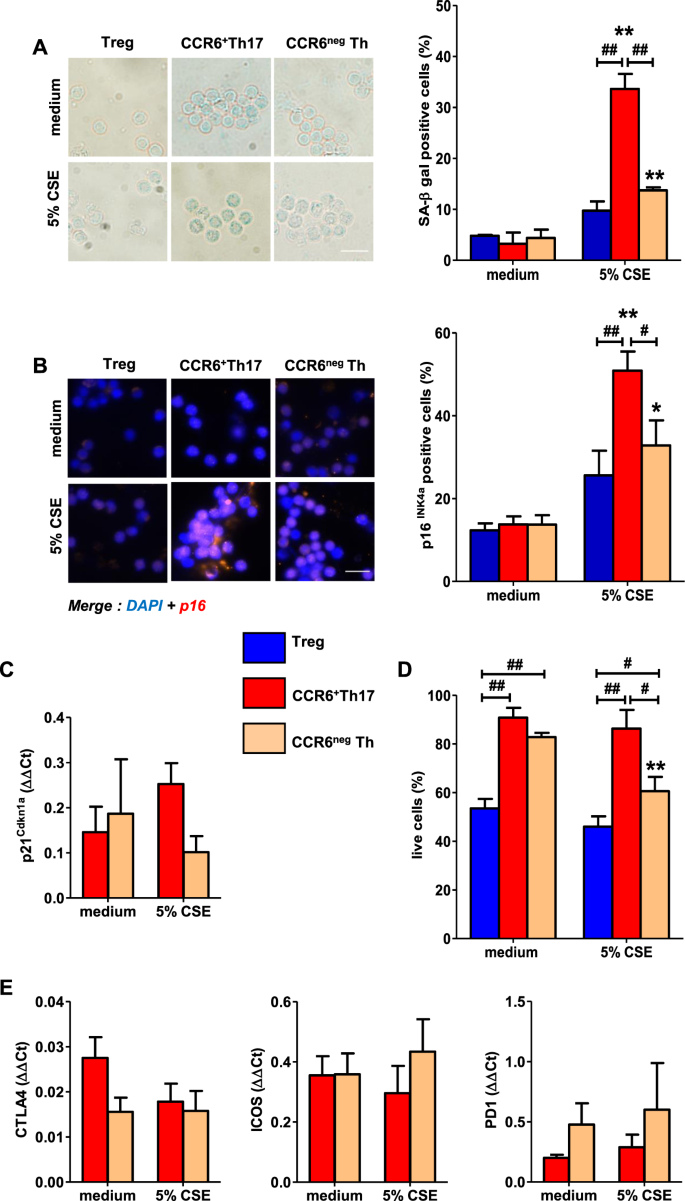 cigarette smoke induces cytoplasmic p53 accumulation smoking human CCR6+Th17 lymphocytes senescence and VEGF-A secretion Autophagy in the Cellular Consequences