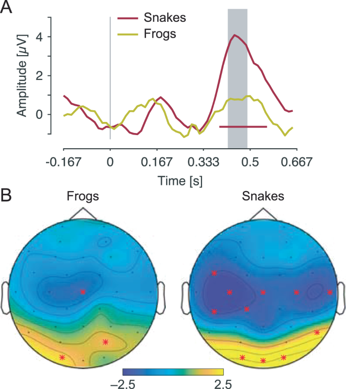 Snakes Elicit Specific Neural Responses In The Human Infant Brain Scientific Reports