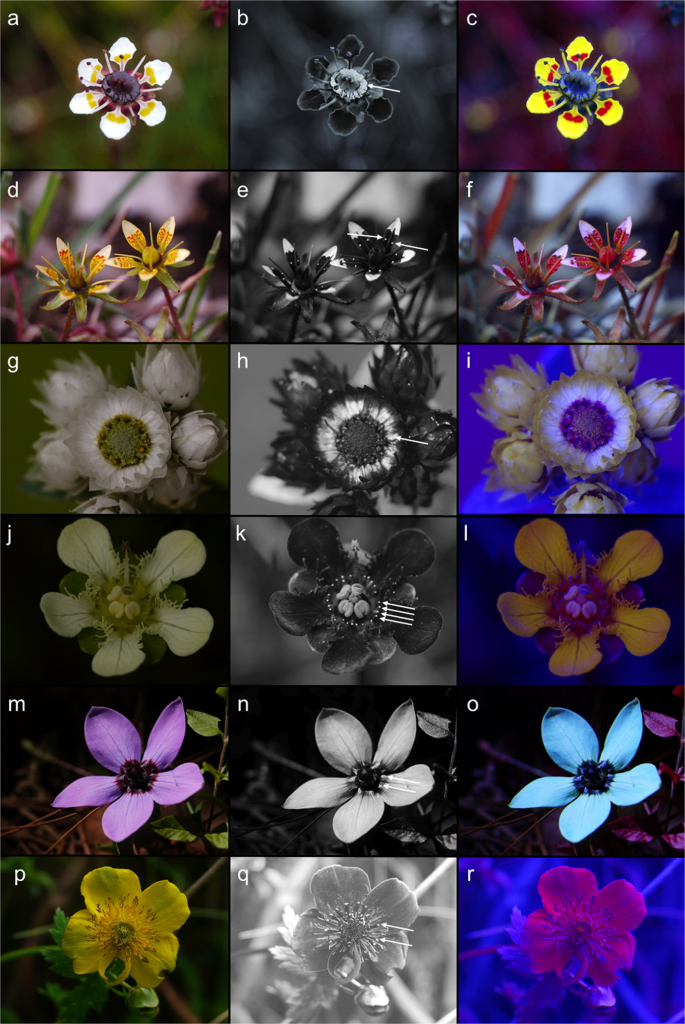 Nectar Mimicry A New Phenomenon Scientific Reports
